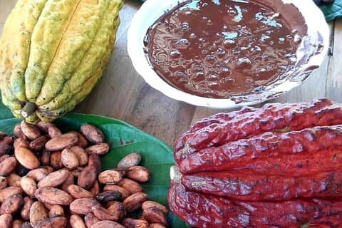 Cacao Tour from Medellín