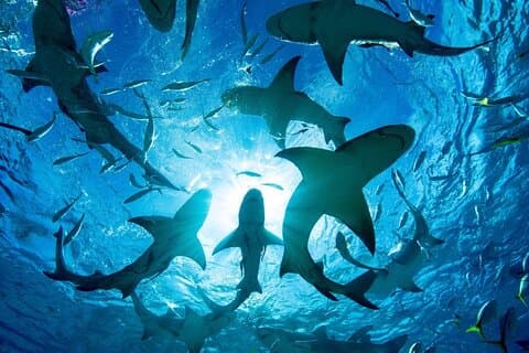 オアフ島ノースショアのシャーク ダイビング ツアー