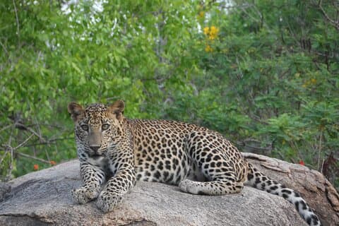 Yala :, passeio especial de leopardo e elefantes