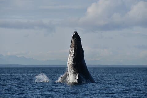 Alaska Whale Watching with bonus Drone viewing of Whales