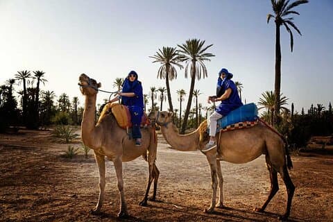 Camel Ride in the Palm Grove of Marrakech