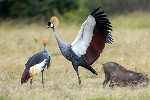 6 days maasai mara - Lake Nakuru - Amboseli breathtaking safari