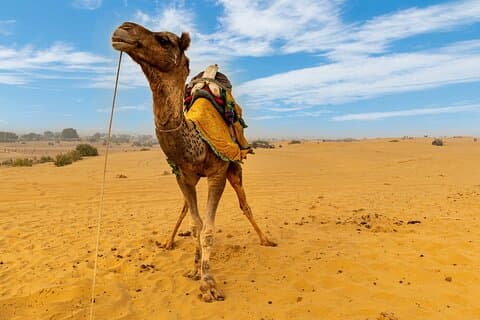 Tour privato della città di Jaisalmer per l'intera giornata (tutto compreso)