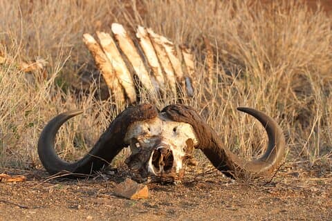 Kruger Park - Full day - Private open safari vehicle