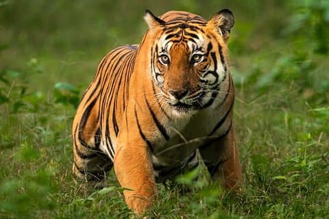 Delhi til Corbett Tiger Reserve