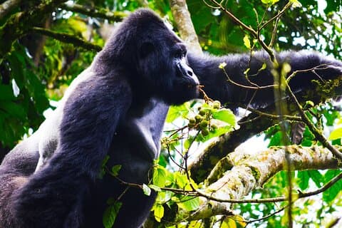 Tour de 4 días de seguimiento de gorilas en Uganda