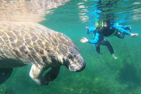 Svøm med sjøkuer i Crystal River, Florida