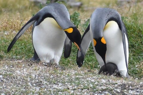 Navigatie naar het Penguins-eiland - USHUAIA - Beagle Channel