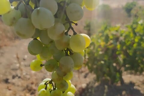 Naxos Farm Experience and cheese making