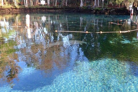 Crystal River Manatee-visningscruise