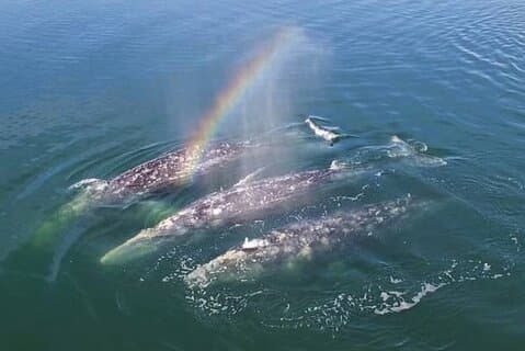 Cabo San Lucas Small-Group Whale Watching Tour: Hear the Whales