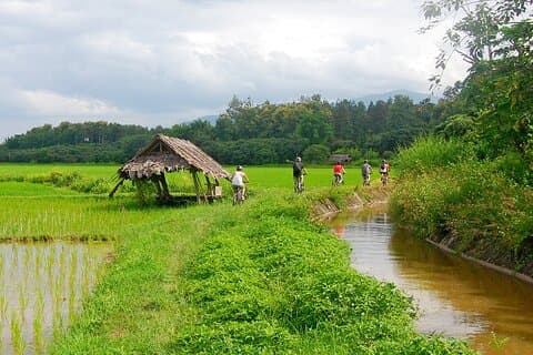 Visite à vélo des rizières de Chiang Mai
