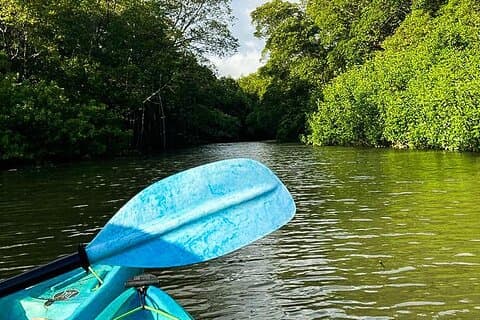 Kajak genom mangrove