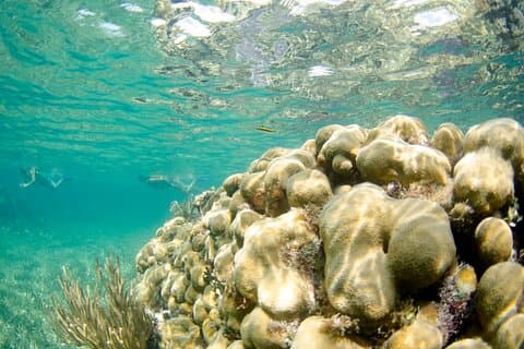 Führung durch die Riffe von Puerto Morelos mit Schnorchelerfahrung