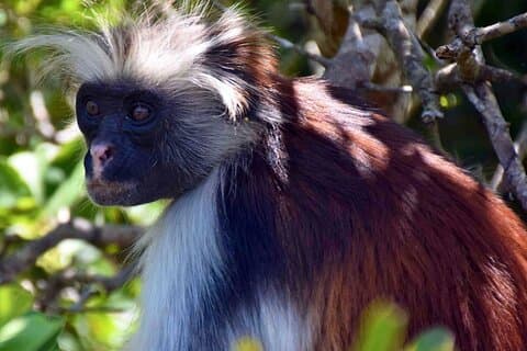 Zanzibar privétour Nationaal park Jozani-bos en kruidenboerderij