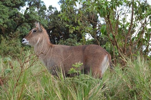 4 dage serengeti & ngorongoro mid range tour