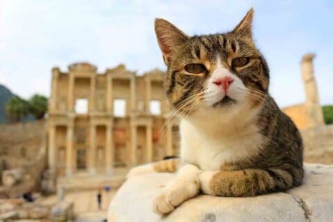PARA CRUCEROS : Entrada EPHESUS sin colas incluida con almuerzo