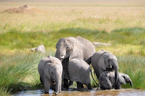 Descubre el safari de lujo en el parque nacional del Serengeti desde Zanzíbar