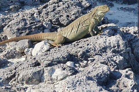 Clear Bottom Kajaker Mangrove och Iguana Tour