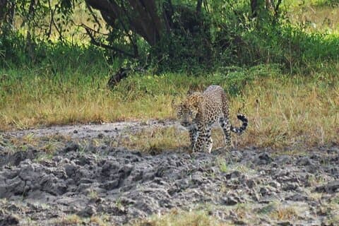 One Night Camping in Yala National Park