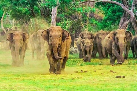 Privédagtrip naar Udawalawa Safari Plus Elephant Transit Home