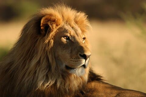 Volledige dag Big 5 Aquila Safari privétransfers inclusief parktoeslag vanuit Kaapstad