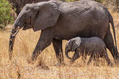 4 Tage Tansania Budget Safari
