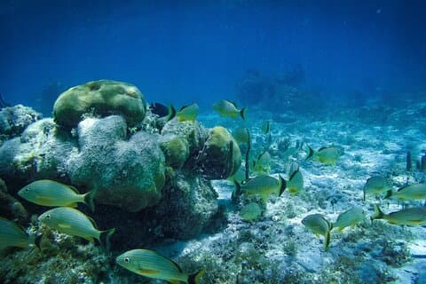 Rev Snorkel i nationalparken i Puerto Morelos med lunch och transport