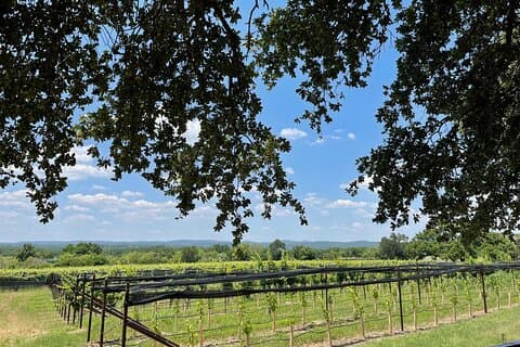 Degustações de vinhos na área de Fredericksburg Texas: 3 vinícolas e almoço