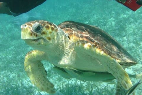 Hol-Chan Snorkel Tour from Caye Caulker