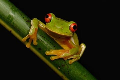 Expérience de promenade nocturne dans le refuge faunique Monteverde