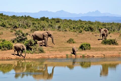 Dagtocht naar Tarangire National Park met ophalen