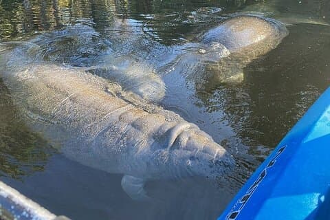 マナティーカヤックエンカウンター