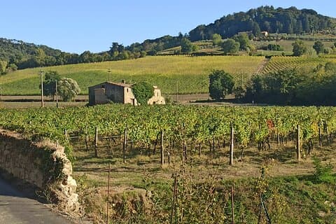 PRIVATE TOUR: Chianti Afternoon tour with visit to 2 wine farms