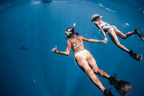 Oahu Open Water Shark Diving Experience