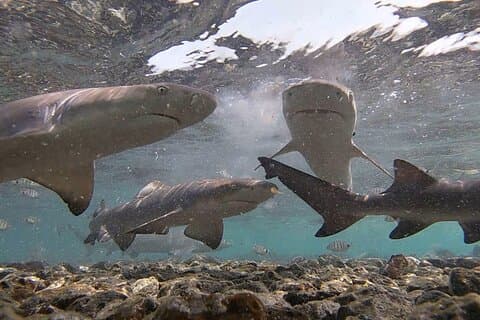 Sal Island: Shark Bay Shark Watching Experience from Santa Maria