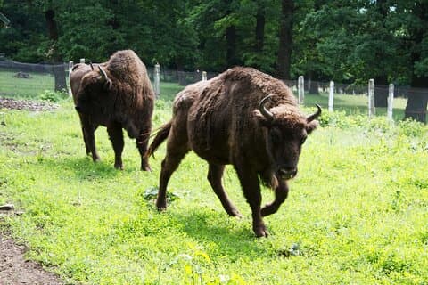 Small Group - Sightseeing Tour i Transylvania fra Bucharest