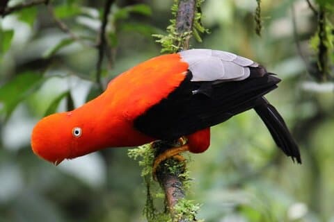 Tour ecológico de 4 días al Parque Nacional del Manu desde Cusco