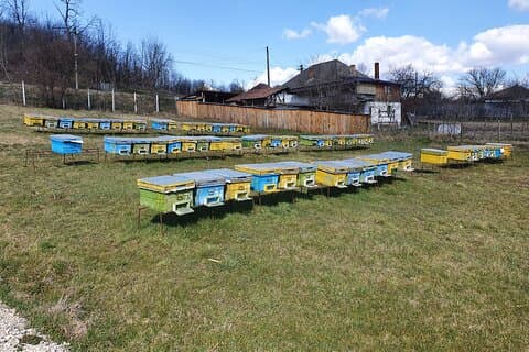 8 hours Private Apiary Tour in Romania - From Bucharest