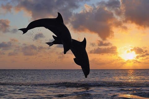 Dolphin watching at sunset with aperitif and bath