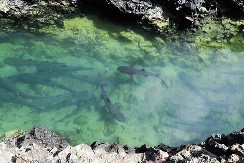 Day Tour to Isabela Island with Tintorera Islet, Snorkeling Wetlands & Flamingos