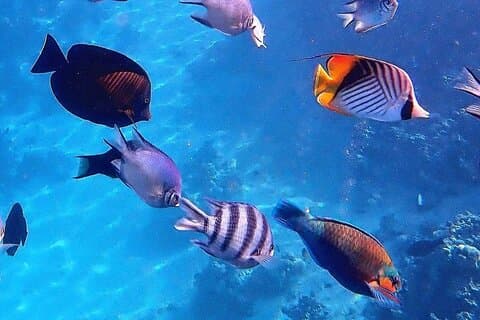 Blue Lagoon Tour, Sandbank Picnic, Stone Town Tour, Secret Garden Restaurant