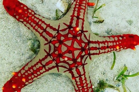 Starfish Adventure; De Rots; Paje Beach; Kuza Cave; Salaam Cave
