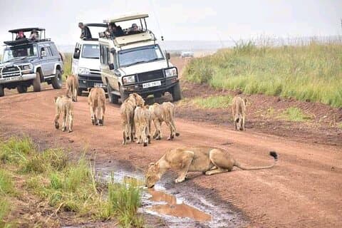 Half Day Nairobi National Park Guided Game Drive with Options