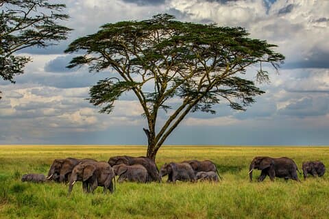 Experiencia de camping safari de varios días en Arusha