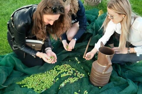 Sammlung von Oliven und Wein- und Ölverkostung mit Brunch in Alcamo