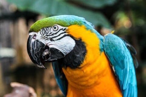 Bloedel Conservatory Adgangsbillett