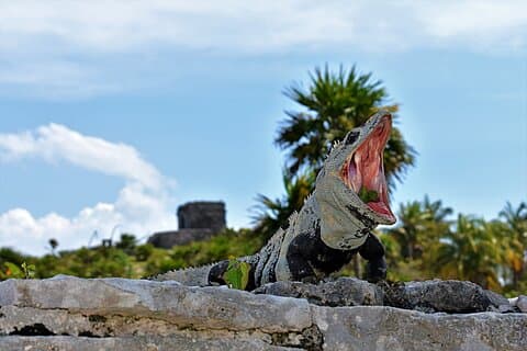 Visite guidée de Tulum et baignade dans un cénote au départ de Playa del Carmen
