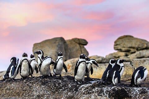 Tour privado en grupo de Ciudad del Cabo al cabo de Buena Esperanza y la colonia de pingüinos de Boulders