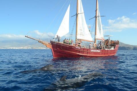 Sealife Dolphin & Whale Watching ombord på portugisisk skonare